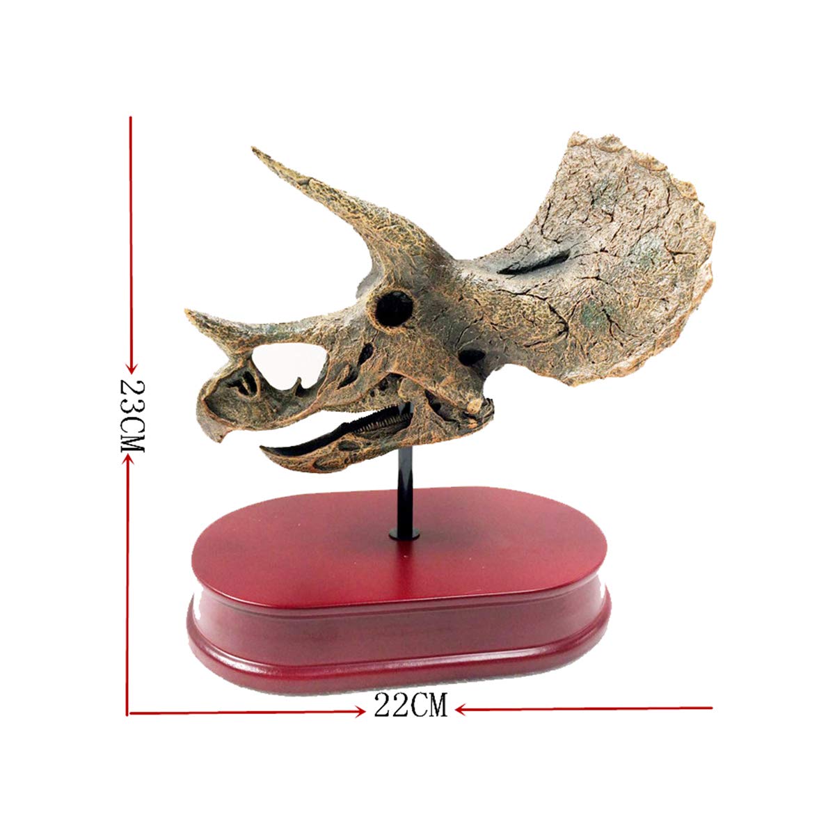 恐竜トリケラトプスの頭蓋骨モデル - 恐竜の骨格樹脂像 - 古代ジュラ紀